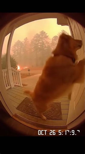 The REAL Reason You'll Be Crying After Watching This Scene