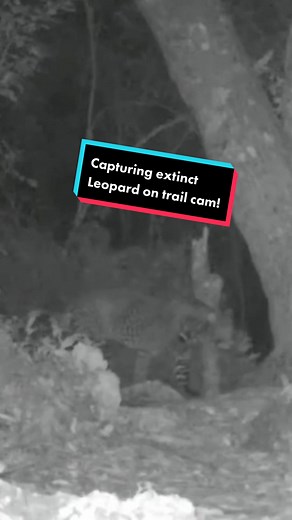 Ever get so excited you head butt your sound guy (and maybe pee your pants a little!?) 🐆 #extinctoralive #conservation #fyp #adventure #outdoors