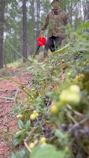 Cooking red currant jam We stock up for the winter | Pandasakha