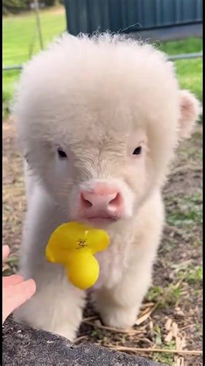 Cute Baby Cow Moments That Will Brighten Your Day