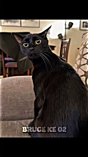 do your cats react the same?? 🐈 #edit #egyptiansound
