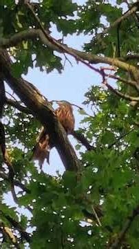 Red kite call #uk #nature #raptor #birds #birdwatching