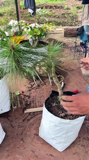 Japanese Black Pine Bonsai: Autumn Pruning & Feeding Guide
