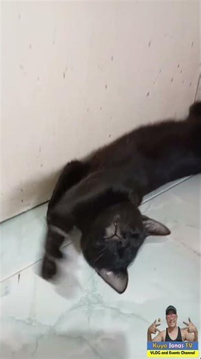 A cat that blocks our Door.