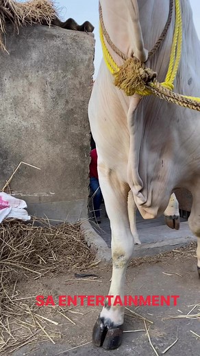 85K views · 1.2K reactions | Biggest Ox on a walk #fbreelsvideo #cows #bulls | SA Entertainment | Facebook