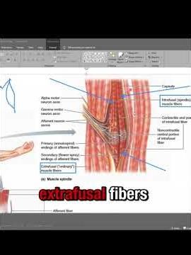 Functional anatomy of MUSCLE SPINDLE - CNS Physiology #mbbs #humanphysiology