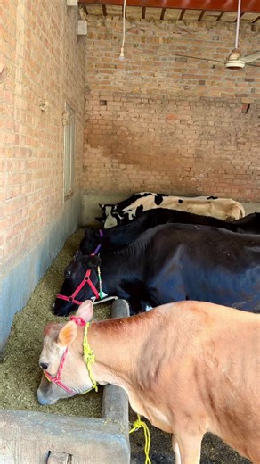 Jersey Friesion Pure Breed Farm Setup