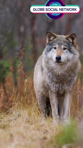 The Wolf: Icon of the Wild The wolf stands as one of nature’s most...