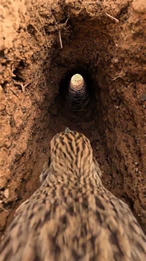 A small desert bird uncovers a hidden underground world.
