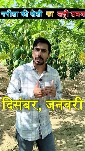 When and how to cultivate papaya || Red lady papaya farming / papita farming