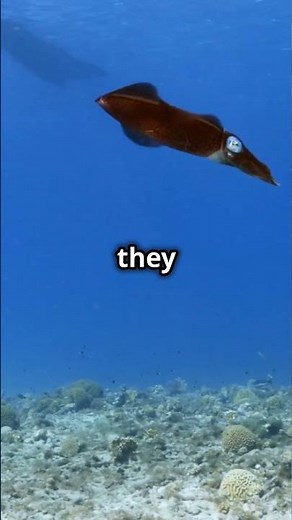 Flying Squid: The Ocean's Acrobats!