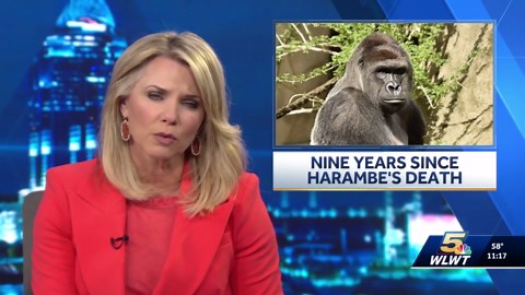9 years ago today: Remembering Harambe on the anniversary of his death