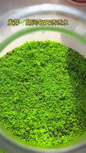 Setting up my new betta fish tank.