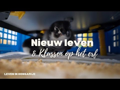 Nieuw leven & Klussen op het erf | Vlog #28