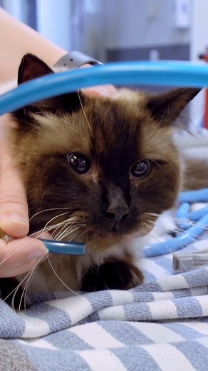 Deadly paralysis tick is shutting down cat's system! 😰 | Bondi Vet