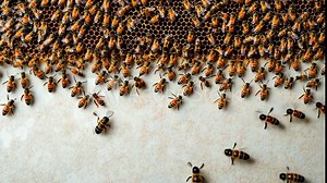 A swarm of bees emerges from a honeycomb, buzzing and crawling around the hive on a warm summer day