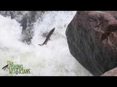 Atlantic Salmon fishing on the Nepisiguit River, New Brunswick, Canada.