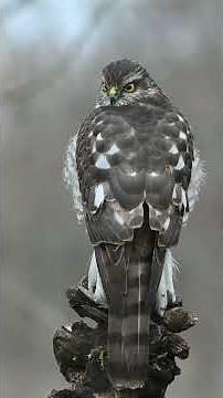 Everything You Need To Know About The Eurasian Sparrowhawk (Accipter nisus)