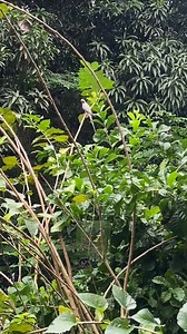 Abot kamay na sana. | open daily from 7AM to 8:30AM | DENR CWR No. R4A-CWR-2017-CAV-046 | Eboy Sabater's Aviary