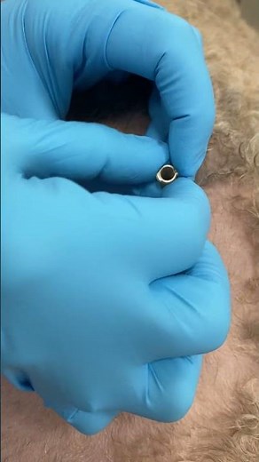 GDV trochar decompression in a dog- VOLUME ON!!