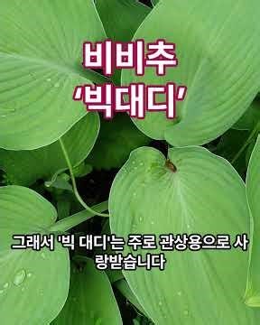 비비추 ‘빅대디’[Hosta ‘Big Daddy’]