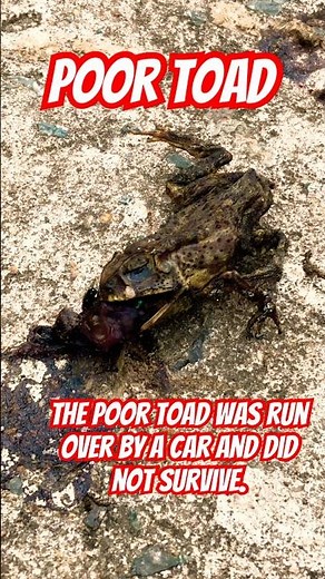 🐸🐸🥹😭🙏🙏The poor toad was run over by a car and did not survive.