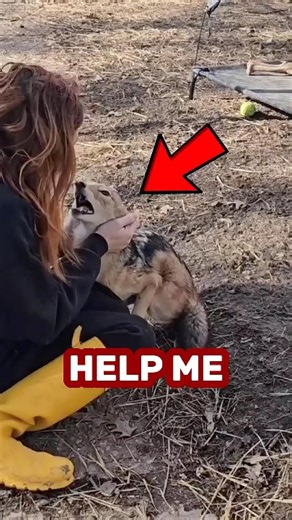 THEY ASKED HUMANS FOR HELP 😳