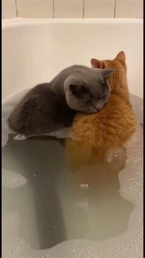 Orange Cat Farts, British Shorthair Smells It & Gets FURIOUS! 🐱🐱💨😾