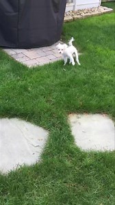 36K views · 708 reactions | PLEASE SHARE. This is Lucy, she is a 4...