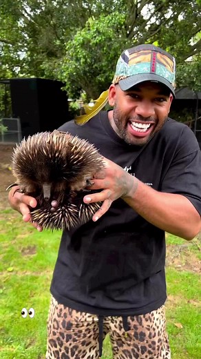 Echidna: The Alien-Like Australian Legend