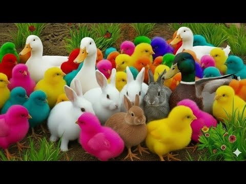 ayam warna warni, kelinci lucu, bebek lucu, ikan koi, Hewan Lucu