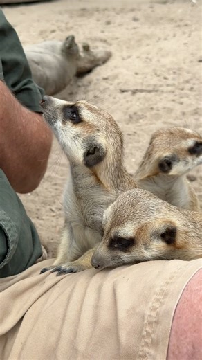 Meerkats have to be on of the most inquisitive animals I have ever met – and incredibly cute! | Ivan Carter