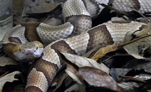 These 6 venomous snakes live in North Carolina. Here's what they look like