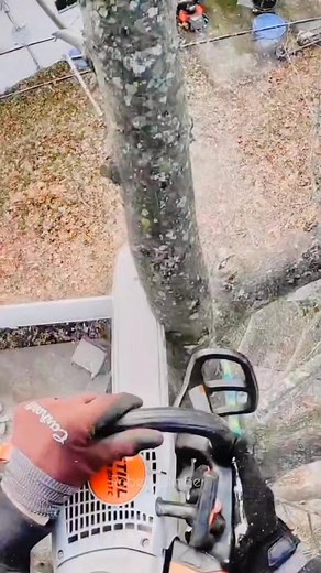 1.7M views · 2.6K reactions | Robert tree cutting service  For a moment my heart stopped #roberttreecuttingservice #robert_climber #reels2023 #viralreels #trendingreels #reelsfb #woodworking #cutting #homeservices #chainsaw | Robert Climber | Facebook