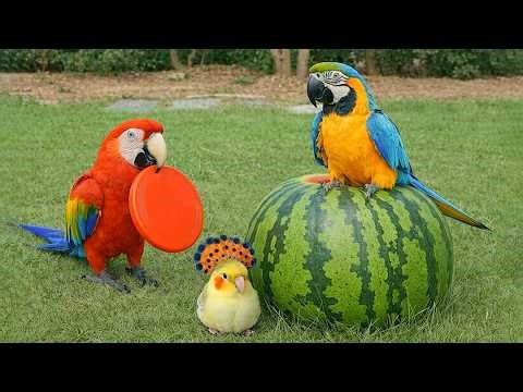 Smart And Funny Parrots Parrot Talking Videos Compilation (2026) - Cute Birds #16