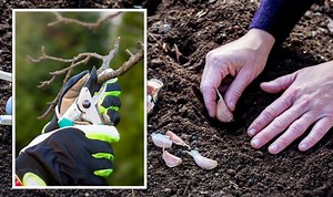 Homebase reveals what to do in your garden in February