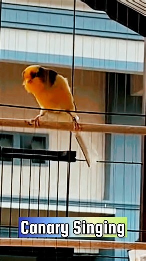 canary Singing Training | Singing Canaries #galerikenariindonesia #birdsinging #canary #kenari3in1