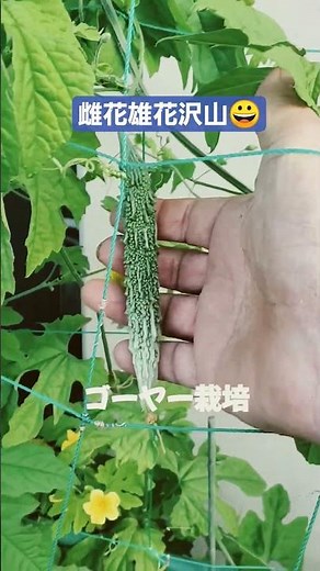 ゴーヤー栽培記録 ゴーヤー栽培 ゴーヤ栽培 #ゴーヤーの育て方