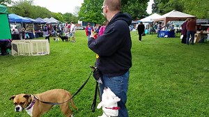 Here at The Center for Animal Health & Welfare's Paws for a Cause event. I have Blue here, who is up for adoption from Common Sense for Animals. He is doing fairly well today for his first large crowd event. | AFT Dog Training