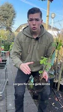 🌿 Pflanze der Woche: Himbeeren