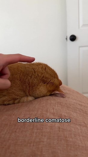 Living with Ginger Cats: A Insightful Look at Adopting Orange Feline Companions