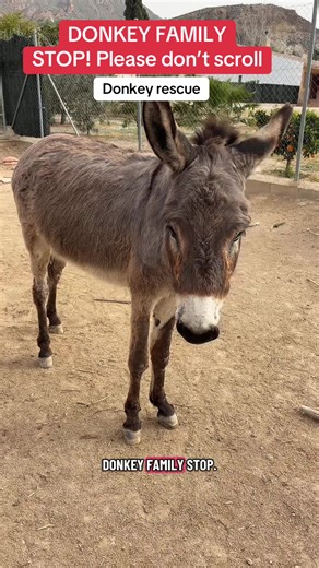 Rescuing Selene: A Special Needs Donkey's Journey