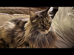 Giant Maine Coon Cat Decides He’s A Lap Cat!