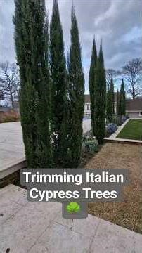 Trimming Italian Cypress Trees 🌳 #gardeningtips #Italiancypress #pruning