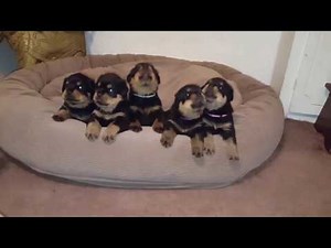 Adorable Rottweiler puppies howling