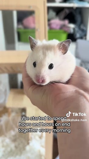 The Amazing Journey of My Clingy Hamster