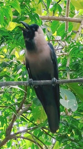 Amazing Crow Sounds 🐦‍⬛🥰✨| Crow Feeding 🐦‍⬛🫓| Crow Video 🐦‍⬛🥰✨| Birds Video 🐦🌳|