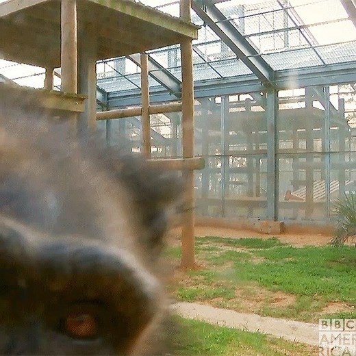 10K views · 57 reactions | It's time! Travel to Chimp Haven with Sue Perkins and meet the charming retired chimps who live there. #Chimpsgiving continues with 'Chimp Sanctuary', starting NOW on BBC America. | BBC America | Facebook