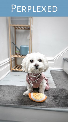 Minnie Penny | Leaving without me is just rude! Dog friendly places are a must! Happy #ToyThursdaysWithMinnie ! Today I’m celebrating with my orange... | Instagram