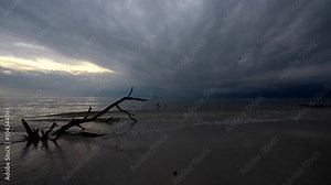 Fallen Tree Dark Clouds over the Ocean low wide angle steady shot